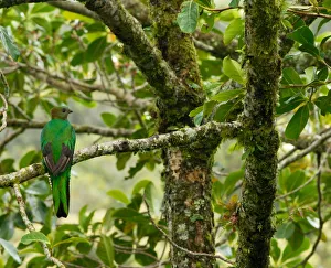 Costa Rica, female respendent quetzal in avocado tree, a favored food of quetzal Costa Rica, female respendent quetzal in avocado tree, a favored food of quetzal