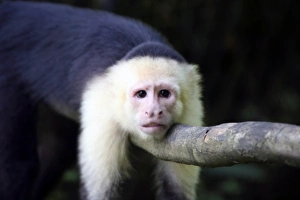 Costa Rica, Manuel Antonio. Capuchin, or White-Faced Monkey at Manuel Antonio National Park Costa Rica, Manuel Antonio. Capuchin, or White-Faced Monkey at Manuel Antonio National Park