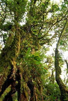 Costa Rica, Monteverde cloud forest with characteristic moss-covered tree trunk Costa Rica, Monteverde cloud forest with characteristic moss-covered tree trunk