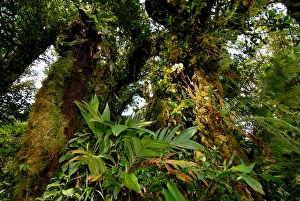 Costa Rica, Monteverde cloud forest epiphytes Costa Rica, Monteverde cloud forest epiphytes