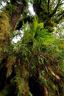 Costa Rica, Monteverde Cloud forest mosses and epiphytes Costa Rica, Monteverde Cloud forest mosses and epiphytes