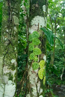 Costa Rica, rainforest tree trunk covered with vines and lichens Costa Rica, rainforest tree trunk covered with vines and lichens