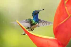 Costa Rica, Sarapique River Valley. Male white-necked jacobin feeding on heliconia Costa Rica, Sarapique River Valley. Male white-necked jacobin feeding on heliconia