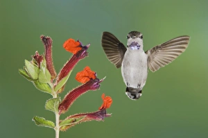 Costas Hummingbird, Calypte costae, young male in flight feeding on Flower, Tucson Costas Hummingbird, Calypte costae, young male in flight feeding on Flower, Tucson
