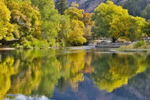 Cottonwoods, Maple and oak trees in fall color along Logan River, Utah, in the Wasatch Cottonwoods, Maple and oak trees in fall color along Logan River, Utah, in the Wasatch
