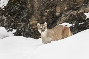 Cougar or Mountain Lion in deep winter snow, Puma concolor, controlled situation Cougar or Mountain Lion in deep winter snow, Puma concolor, controlled situation