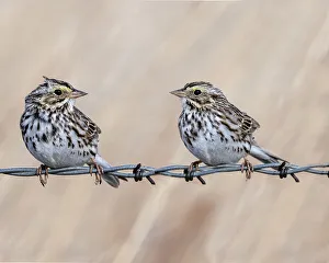 A couple of sparrow communicating while sitting on a barbed wire fence A couple of sparrow communicating while sitting on a barbed wire fence