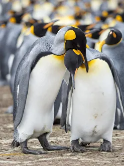 Courtship display. King Penguin on Falkland Islands Courtship display. King Penguin on Falkland Islands