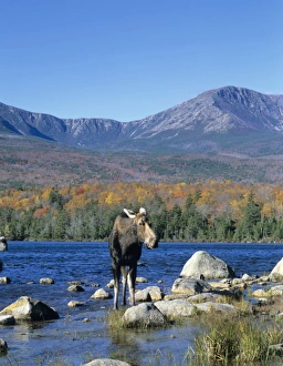 Cow moose (Alces alces) wading in the lake with Mt. Katahdin in the background Cow moose (Alces alces) wading in the lake with Mt. Katahdin in the background