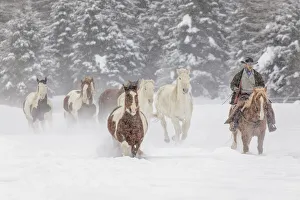 Cowboy during winter roundup, Kalispell, Montana Cowboy during winter roundup, Kalispell, Montana
