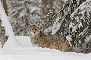 Coyote in deep winter snow, Canis latrans, controlled situation, Montana Coyote in deep winter snow, Canis latrans, controlled situation, Montana