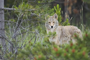 Yellow Stone National Park Animals Prints: Coyote behind pine tree
