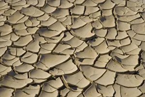 California Desert Scenes Prints: Cracked Mud formation