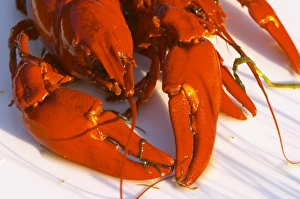 Detail of crayfish with head and claws. Smaland region. Sweden, Europe Detail of crayfish with head and claws. Smaland region. Sweden, Europe