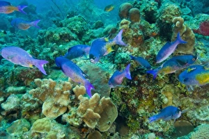 Creole Wrasse (Clepticus parrae) Hol Chan Marine Preserve, Belize Barrier Reef. second Creole Wrasse (Clepticus parrae) Hol Chan Marine Preserve, Belize Barrier Reef. second