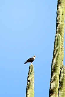 Crested Caracara (Caracara cheriway), perched on a saguaro cactus Crested Caracara (Caracara cheriway), perched on a saguaro cactus