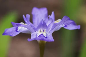 Images Dated 30th April 2004: Crested Dwarf Iris (Iris cristata) Great Smoky Mountains N. P. TN