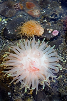 Crimson anemone which can be found from Alaska to Washington State and can reach Crimson anemone which can be found from Alaska to Washington State and can reach