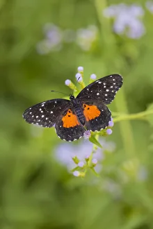 Crimson Patch butterfly on crucita (mistflower) Crimson Patch butterfly on crucita (mistflower)