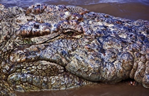 Crocodile (Crocodylus Niloticus) as seen in the Masai Mara Crocodile (Crocodylus Niloticus) as seen in the Masai Mara