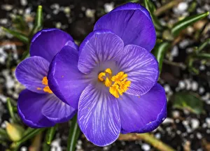 Crocus blooming, Bellevue, Washington State. First flower of spring Crocus blooming, Bellevue, Washington State. First flower of spring
