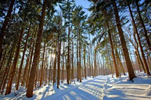 Cross-country ski trail in a spruce forest at the Notchview Reservation in the Berkshires Cross-country ski trail in a spruce forest at the Notchview Reservation in the Berkshires
