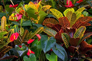Croton and anthuriums in greenhouse, Woodenville, Washington Croton and anthuriums in greenhouse, Woodenville, Washington