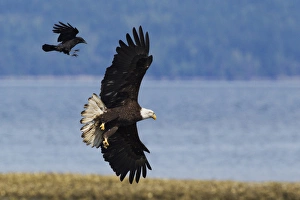 Prints of Crow attacking Bald Eagle Bald Crow Prints: Crow Attacking Bald Eagle Print