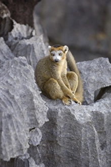 Crowned Lemur (Eulemur coronatus) male on tsingy'. Tsingy is limestone Crowned Lemur (Eulemur coronatus) male on tsingy'. Tsingy is limestone