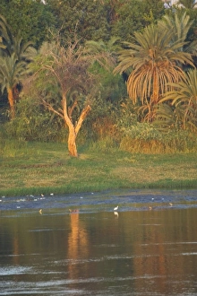 Cruising the nile river and the backdrop of the shoreline Cruising the nile river and the backdrop of the shoreline