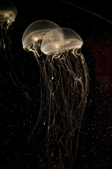Crystal Jelly Fish Aequorea victoria Native to West Coast of North America Crystal Jelly Fish Aequorea victoria Native to West Coast of North America
