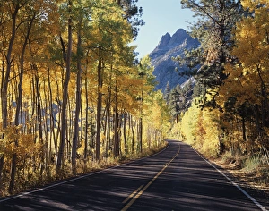 Sunny Day Landscape Prints: CTF-001