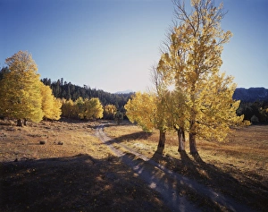 Serene Nature Scenes Prints: CTF-004