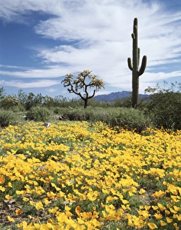 Saguaro Cactus Landscape Prints: CTF-0470