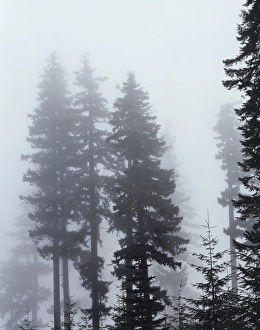 Dark Forest Photography Prints: CTF-0577