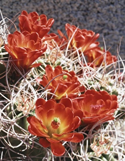 American Southwest Landscape Photography Prints: CTF-0807