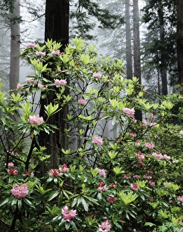 Botanical Garden Scene Prints: CTF-0896