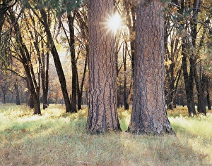 Sunset Forest Scene Prints: CTF-092