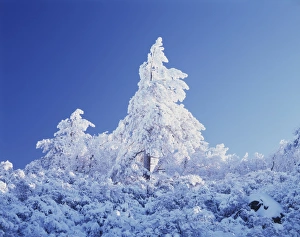 American Winter Landscapes Prints: CTF-1026