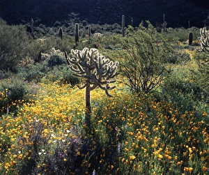 Dry Desert Landscape Pictures Prints: CTF-1053
