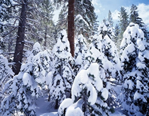 Serene Winter Scene Prints: CTF-1164