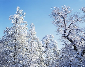 Tranquil Winter Scene Prints: CTF-1199