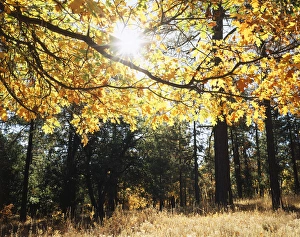 Fall Foliage Images Prints: CTF-1200