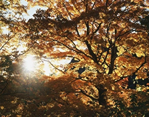 Backlighting In Nature Prints: CTF-1390
