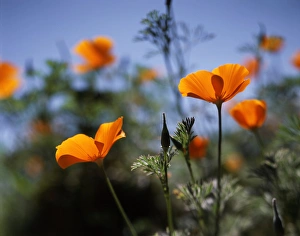 Sunny Day Flowers Prints: CTF-1391