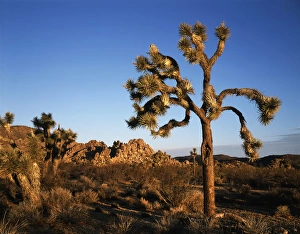 Yucca Brevifolia Images Prints: CTF-1429