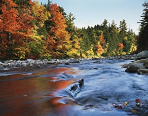 Vibrant Autumn Colors Prints: CTF-1437