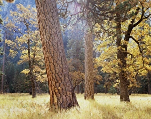 Serene Forest Scene Prints: CTF-1492