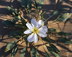 Desert Flora Photography Prints: CTF-1505