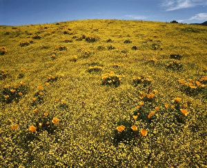 Wildflower Landscape Prints: CTF-1559